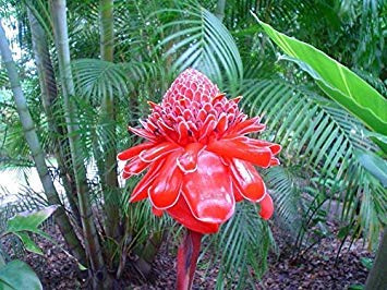 Potseed Etlingera Elatior 15 Semi, Ornamentale Tropicale Rosa Torcia Ginger perenne