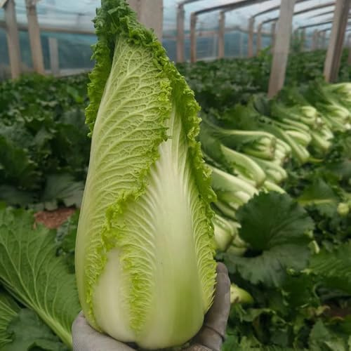 semillas de Pak Choi, semillas de invierno Semillas de col china orgánicas, Comprar de invierno verdes de balcón resistentes 200pcs