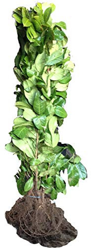 10 Cherry Laurel Hedging - 2-3ft Multi-Stem - Grade A - Prunus Rotundifolia