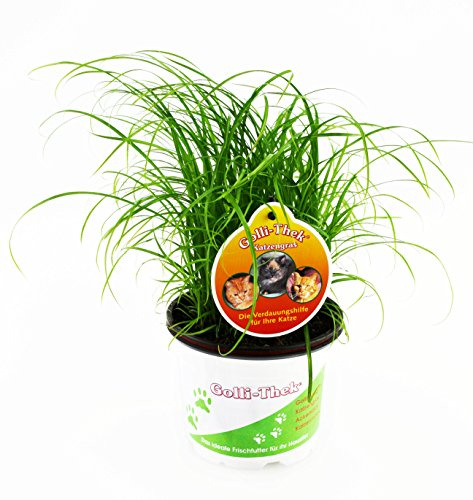 Hierba para gatos - Cyperus - Planta fresca 6 piezas
