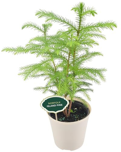 Arcadia Garden Products LV111B Live Norfolk Island Pine Evergreen Tree Indoor Houseplant in Plastic Pot, Tropical Plant Collector Gift for Home and Garden Decor, 4-inch, Beige