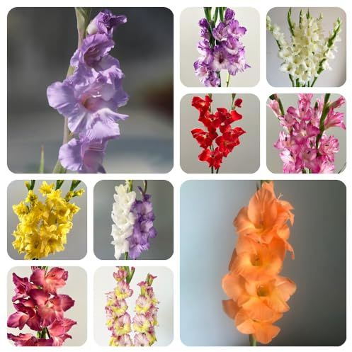 Bombilla de gladiolos,perennes resistentes,de sombra resistentes,decoración del alféizar de la ventana.Decoración de jardín 10pcs