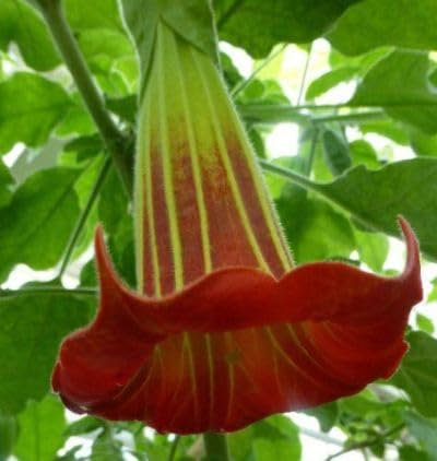 Brugmansia sanguinea - Rote Engelstrompete - 5 Samen