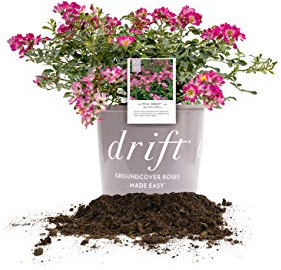 Perfect Plants Pink Drift Rose 1 Gallon, Live Plant Includes Planting Guide