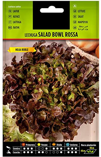 Semillas de Lechuga Hoja de Roble para Huerto Urbano Semillas Fáciles de Germinar