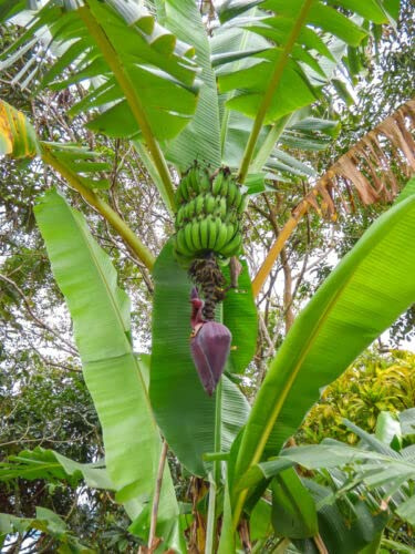 SEMILLAS Las propias palmeras cultivan plátanos silvestres a partir de semillas exóticas.