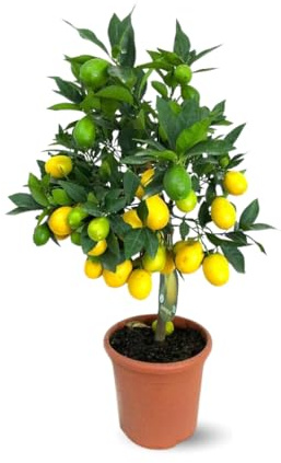 Attitude Jardin - Limequat - citrus floridana - agrume méditerranéen - arbre fruitier - 75-85 cm - ⌀ 22 cm