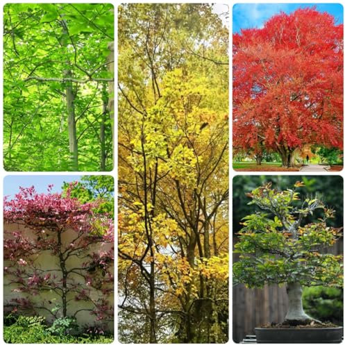 rotbuche baum samen winterharte pflanzen für den garten bonsai rotbuche samen bäume kaufen, zimmerbonsai bonsai minigarten, bonsai baum echt pflanzen balkon, deko wohnzimmer baumsamen 55pcs