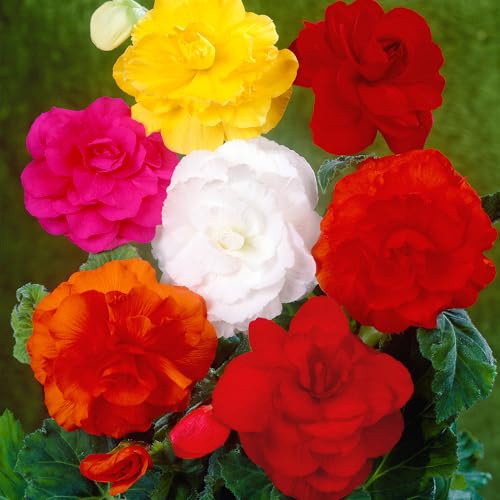 Bulbes de Bégonia Doubles, Mélange de Couleurs Vives, Fleurs de Jardin (Lot de 20 Bulbes)