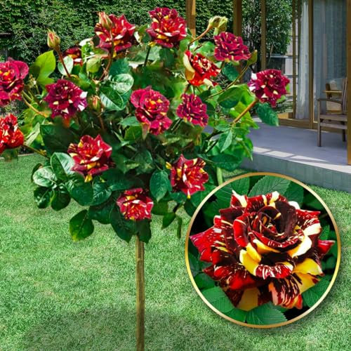 Rose ad alberello - Alta 120 cm - Ideale per balconi, terrazze e piccoli giardini - Adatta per vasi e in terra (Hokus Pokus)