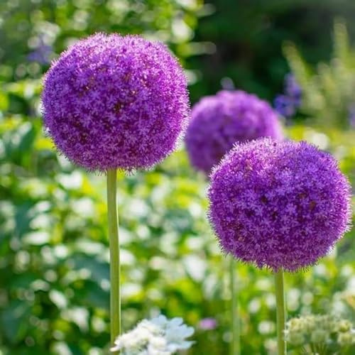 bulbi di allium (Allium giganteum) giardino roccioso interno balcone tappezzante resistente rari 8pcs