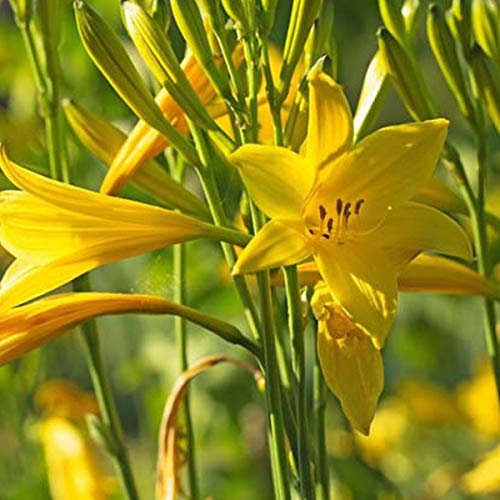 6 x Lis d'un jour, Hémérocalle - Hemerocallis Lilioasphodelus - Godet 9x9cm - Fleurs jaunes pâles, floraison estivale, massifs