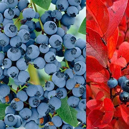 2 x Blueberry Bush 'Blue Crop' Plants - Rare Variety with High Yields - Vaccinium Blueberry Plant