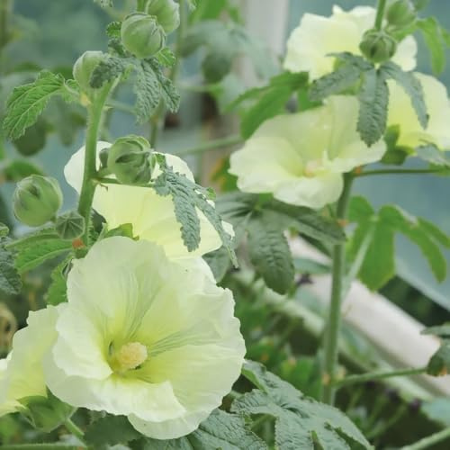 semi di malvarosa perenne resistente, malvarosa rare, decorazione soggiorno resistenti per il giardino, ombra primaverile, 450pcs