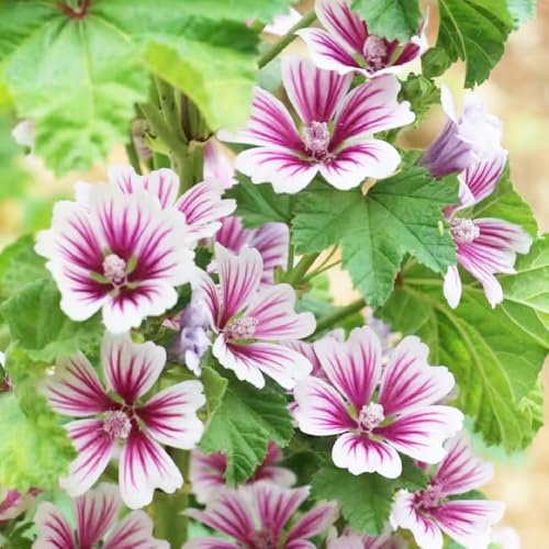 450 piezas semillas de malva perenne - de jardín semillas verano, malva exóticas jardín, perennes