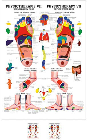 Sport-Tec Reflexzonen Fuss Mini-Poster Anatomie 34x24 cm medizinische Lehrmittel