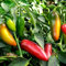 Asklepios-seeds® - 15 Semillas de chili early jalapeno Chile jalapeño, chile cuaresmeño