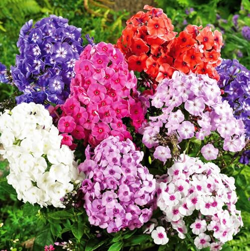 200 pcs Annual Phlox Seeds for Planting a Colorful Mixture of Flowers - Heirloom & Open Pollinated