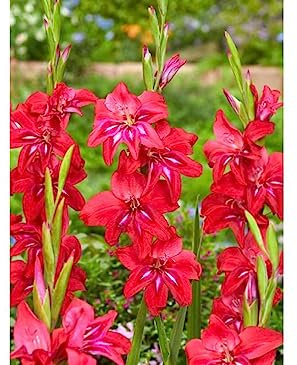 Lot de 10 Bulbes Glaïeul naine Robinetta - calibre 8/10 - La Main Verte