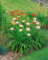 Hemerocallis x cult. 'Luxury Lace' ca. 9x9 cm Topf - Taglilie, zartrosa Blüten, Blütezeit Juni-August, ideal für Rabatten, pflegeleicht und winterhart