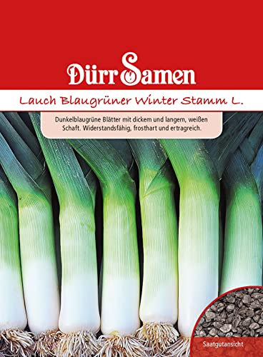 Lauch Samen Blaugrüner Winter,Stamm Allium porrum, ca. 400 Samem Lauchsamen Porresamen Frosthart Saatgut Garten Dürr Samen