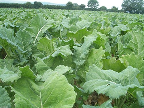 DWARF ESSEX RAPE KALE Seeds(Brassica Napus) Vegetable,sweet tender and crunchy.(1 oz Pack- Apprx 10,000 Seeds)