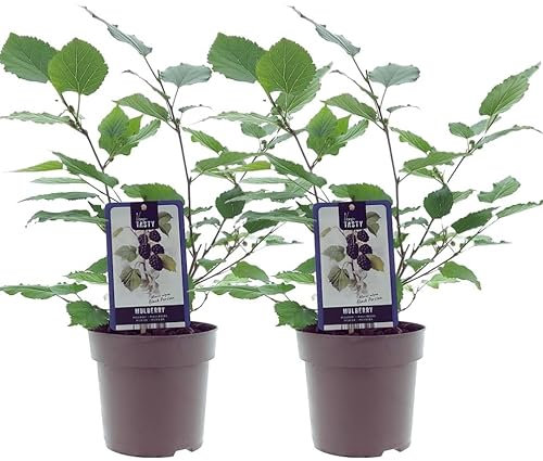 Mulberry Bush Morus nigra - Black Mulberry Tree - Variety Black Persianin 15 cm Pot - 40cm Height - Tasty Berries - 100% organically Grown Fruit