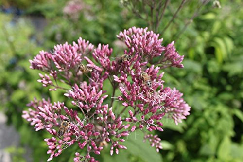 WASSERPFLANZEN WOLFF - 2er-Set - Eupatorium purpureum - purpurroter Wasserdost - Wasserhanf, rot - QUALITÄTSSTAUDEN