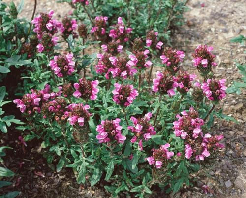 Prunella vulgaris 9x9 cm Topf – Winterhart, Mehrjährig, Pflegeleicht – Braunelle – Bodendecker für Garten & Bienenweide