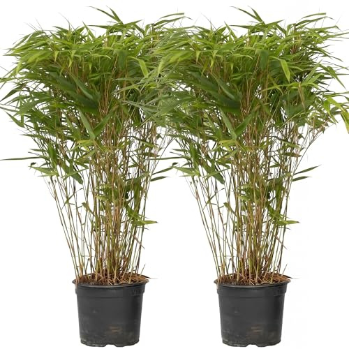 GardenersDream Lot 2 Bambous Fargesia Nitida Gansu – Bambou Rustique Persistant Non Invasif – Chaumes Violet Foncé Brise-Vue Jardin Terrasse – Hauteur 20-30 cm Pot 14 cm