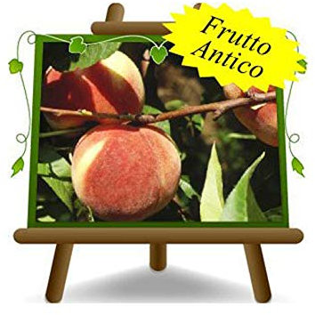 EURO PLANTS VIVAI Pesco Pesche a Polpa Bianca Regina di Londa - Pianta da Frutto Antico su Vaso ø 24/26 cm - Altezza 170~200 cm - Età 4 Anni
