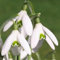 10 Pc Bulbos De Campanilla Blanca Perenne Resistente - Galanthus Nivalis - Flores De Balcón, Plantas En Crecimiento. Bulbos De Flores De Decoración De Campanillas De Invierno, Plantas