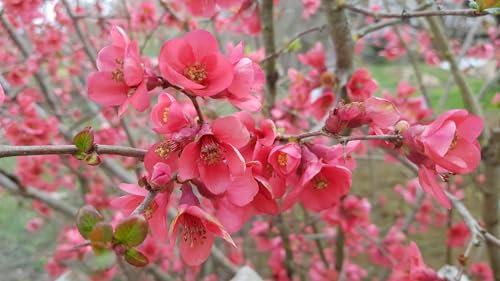 Chaenomeles speciosa 'Umbilicata' / Cognassier du Japon rose/Conteneur de 3 à 4 litres