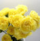 100 semillas de flores de clavel amarillas