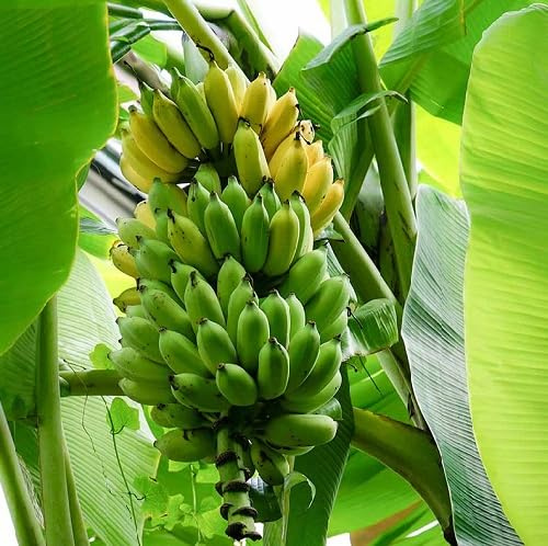 100 semi di banana verde