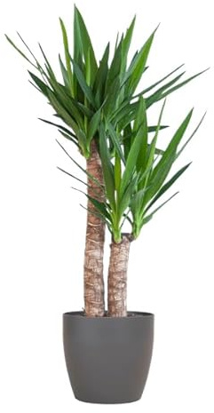 Yucca Elephantipes – jättepalmlilja – inomhusväxt – ca. 90 cm hög – Ø 21 cm – i ytterkruka Viber svart – enkel skötsel och hållbar