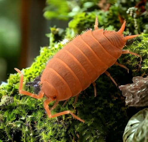 TC INSECTS Live 25ct Powder Orange Isopods (Porcellionides Pruinosus) Cleanup Crew & Reptile Food