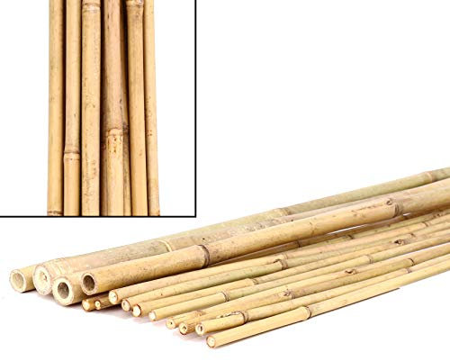 15er Set Bambusrohre Tonkin 240cm lang gelblich naturbelassen mit dünnem Durchmesser von 2-2,2 cm
