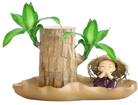 Plante en Bois Brésilienne, Bois de Bonheur Brésilien, Bois de Bonheur Hydroponique, Souche de Bois de Bonheur du Brésil, Décoration de Plante Hydroponique en Pot pour le Bureau, K