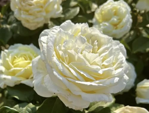 Rosa 'The Diamond Wedding Rose' Bare Root Rose - Hybrid Tea