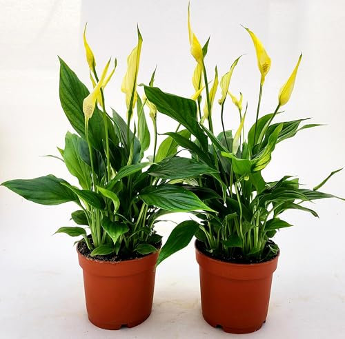 POWERS TO FLOWERS - SPATIFILLO MULTIFLORA COLOR LIFE GIALLO, VASO 12cm DIAMETRO, 2 PIANTE, altezza 30CM, Piante Vere