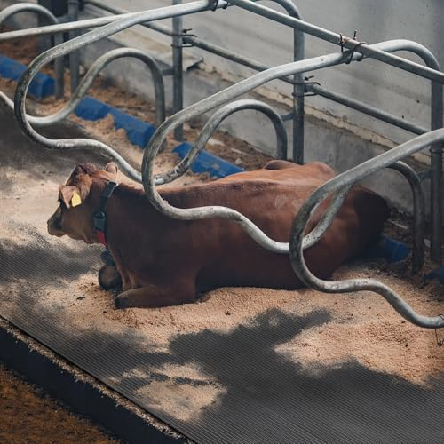 etm Tappetino in gomma per l'allevamento di animali, adatto per cavalli, adatto alle articolazioni, resistente alle intemperie e facile da pulire, tappetino in gomma antiscivolo (200 x 100 cm)