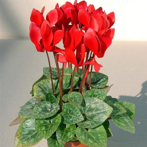 Semi di ciclamino - decorazioni giardino per esterni estivi tappezzanti resistenti resistenti per giardini rocciosi ornamentali esotici balcone, 80pcs