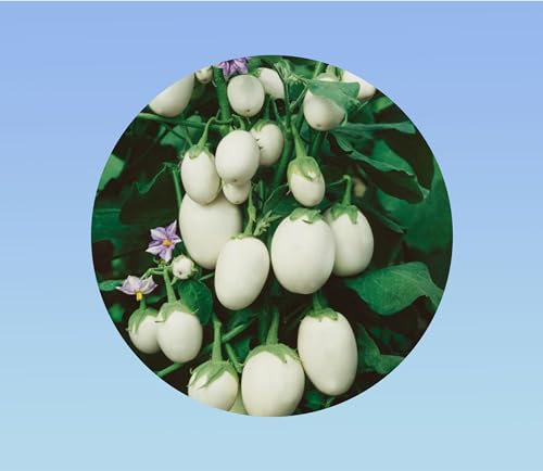 100 graines graines de aubergine oeuf blanc - légume à fruits ovales - variétés ancienne