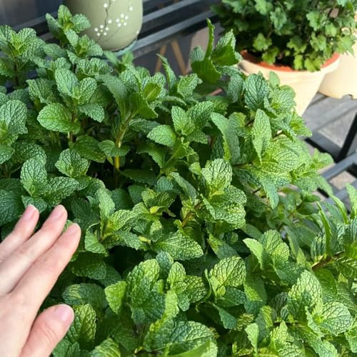 semi di menta verde, acquistare di menta piperita, giardino regali per giardinieri balcone prodotti sostenibili 1600pcs