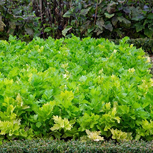 semi di levistico, medicinali aromatiche da giardino resistenti da balcone raro giardino aromatiche per gli amanti del verdi vecchie 300pcs