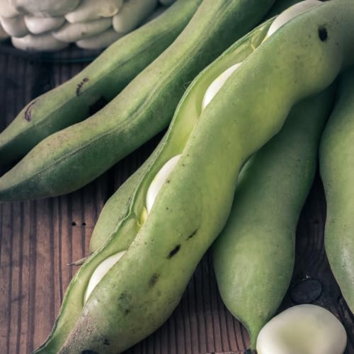 PREMIER SEEDS DIRECT - Broad Bean - AQUADULCE Claudia (Super AQUADULCE) - 40 Seeds - Organic/BIO