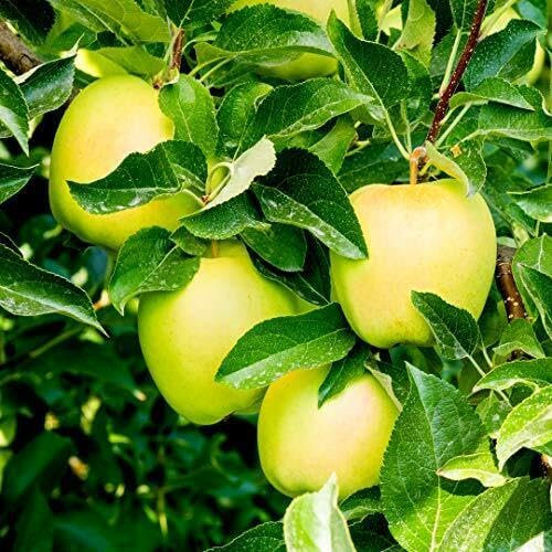 Dwarf Golden Delicious Apple Tree, Self-Fertile, Very Sweet Flavour 3fatpigs®