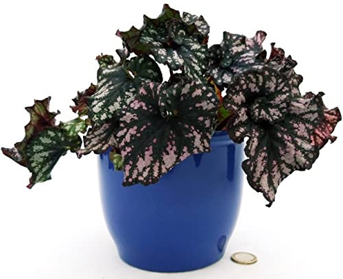 POWERS TO FLOWERS - BEGONIA REX ESCARGOT VIOLET, IN VASO CERAMICA BLU, pianta vera