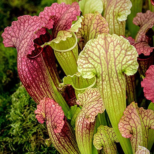 Sarracenia Smoorii Fly Trap | Vibrant Trumpet Pitcher Plant (20-30cm Incl Pot)